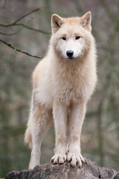 Wolf Hudson