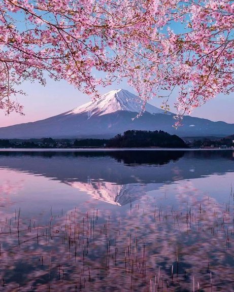 Mr. Fuji