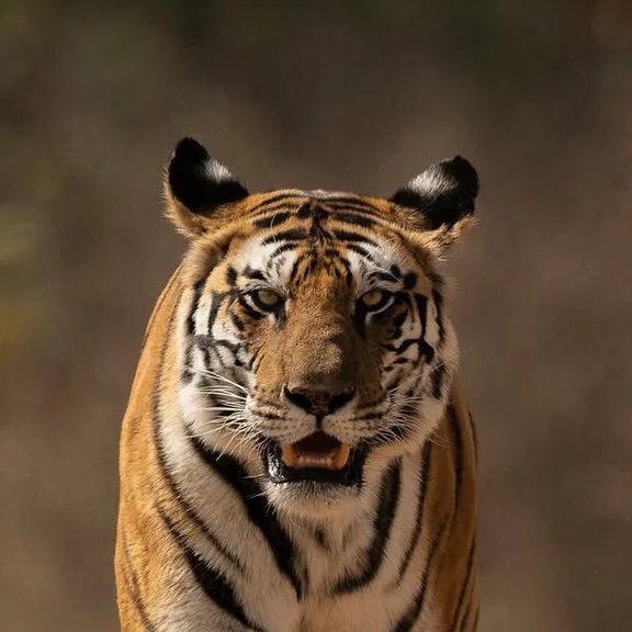 Tiger Fafara
